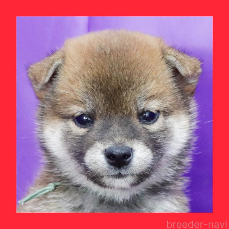 販売中の愛知県の柴犬-402198